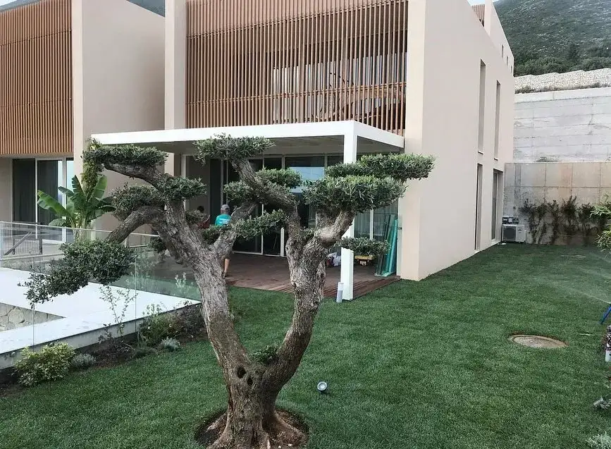 Foto — Garden Care Shehi (2)